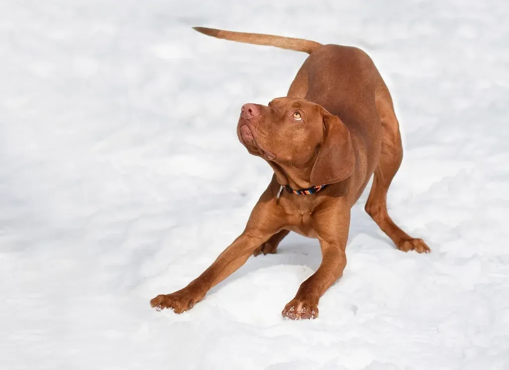 #1. The Vizsla: The Dog That Needs to Be Your Shadow (Image Credits: Rawpixel)