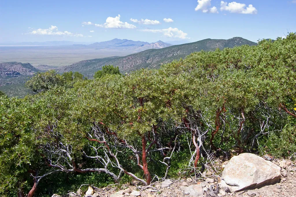 Manzanita (Arctostaphylos) (desertdutchman, Flickr, CC BY 2.0)