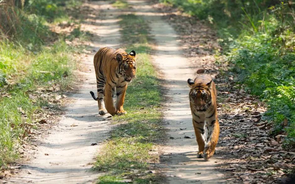 Their Vast Territories Are Designed for One Occupant (Image Credits: Pexels)