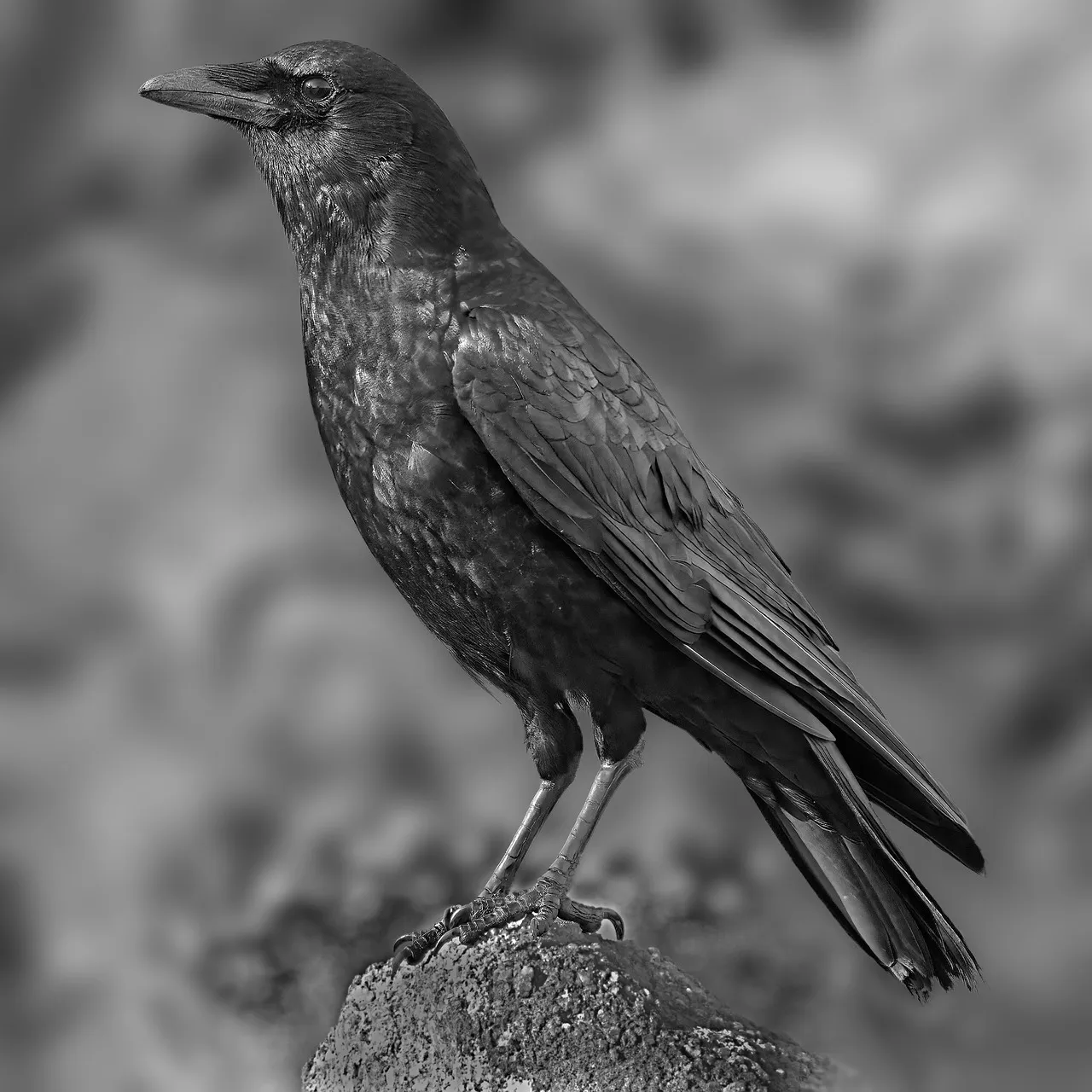 Sagittarius: The American Crow (Image Credits: Pixabay)