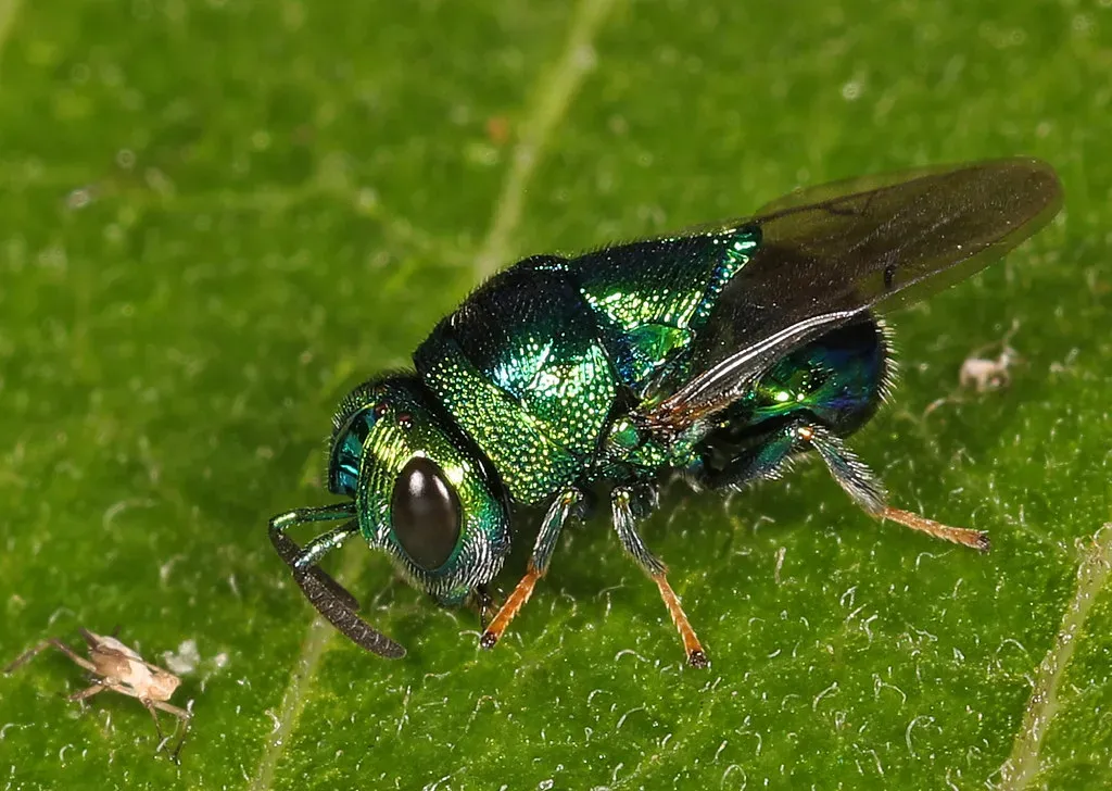 Parasitic Wasps Turn Caterpillars Into Living Nurseries (Image Credits: Flickr)