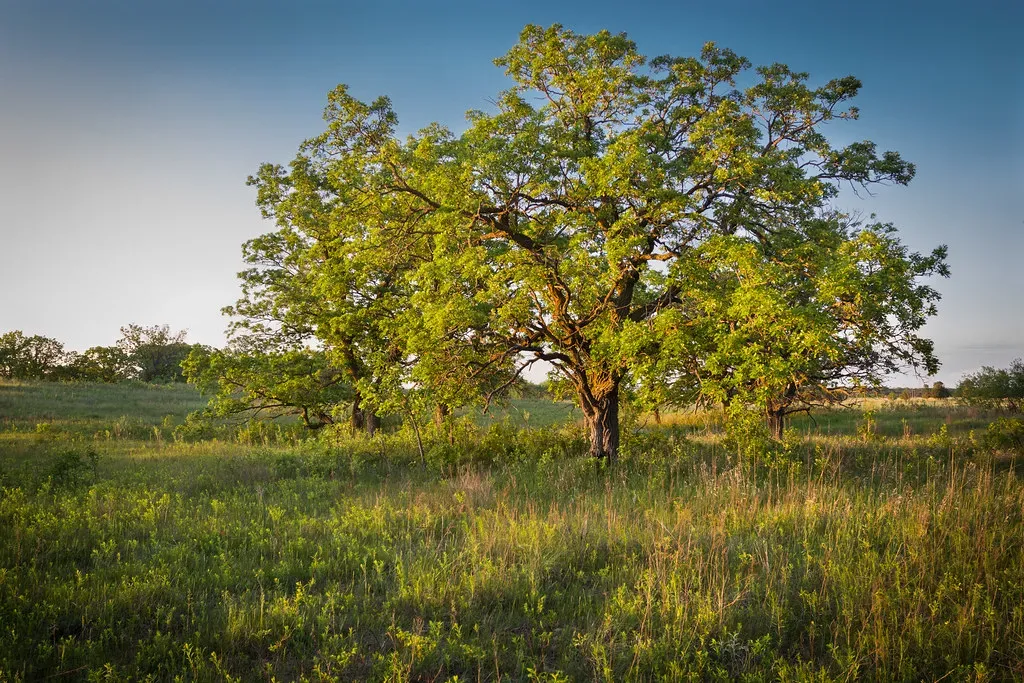 #2. Bur Oak (Quercus macrocarpa) (jmeissen, Flickr, CC BY-SA 2.0)