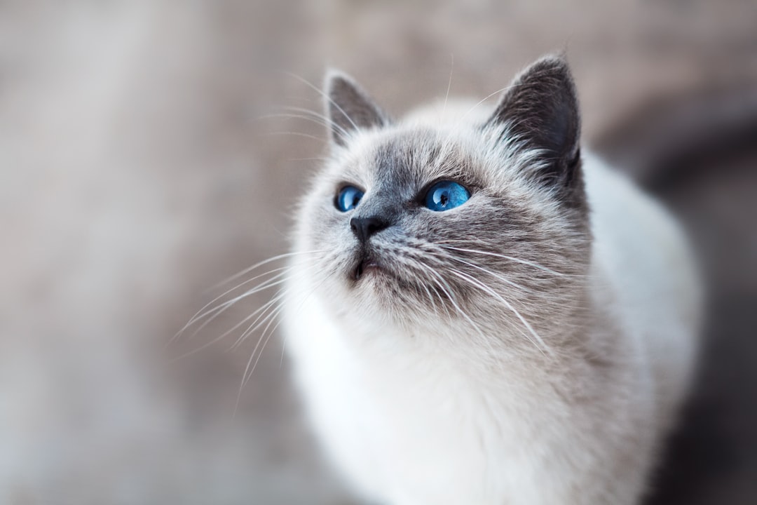 When Cats Outsmart Eagles (Image Credits: Unsplash)