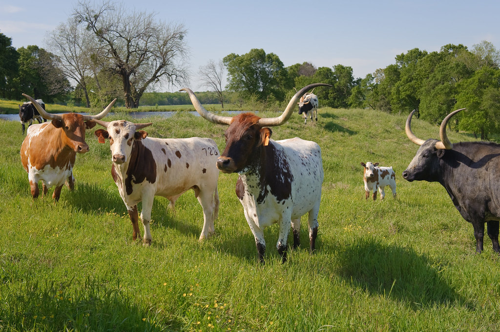 Cows Aligning with Earth's Magnetic Field (Image Credits: Flickr)