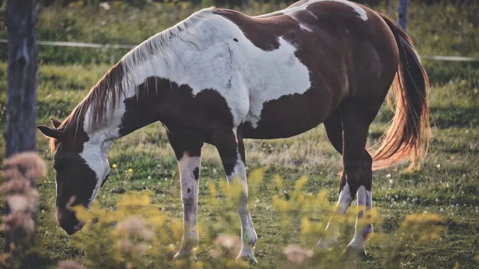 #13 - American Paint Horse (Image Credits: Pexels)