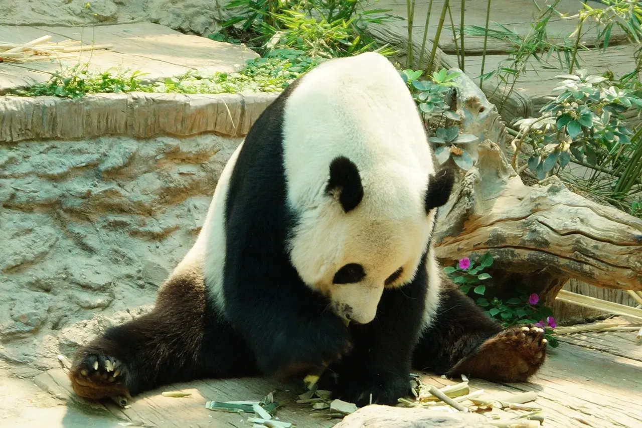 Giant Pandas: A Symbol of Conservation Success (Image Credits: Pixabay)
