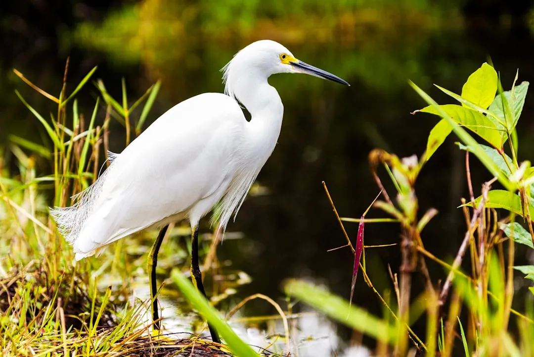 Everglades National Park: The Big, Wild Classic (Image Credits: Unsplash)