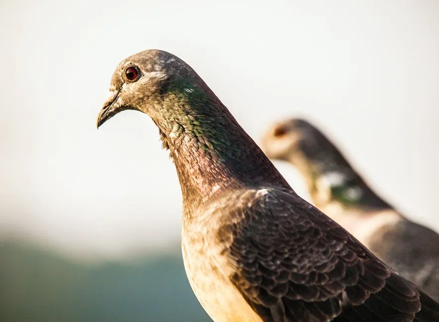 #26 - Pigeons: Homing Champions, Not Human Soulmates (Image Credits: Pexels)