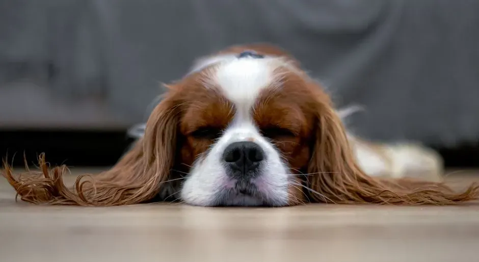 1. Cavalier King Charles Spaniel (Image Credits: Pexels)