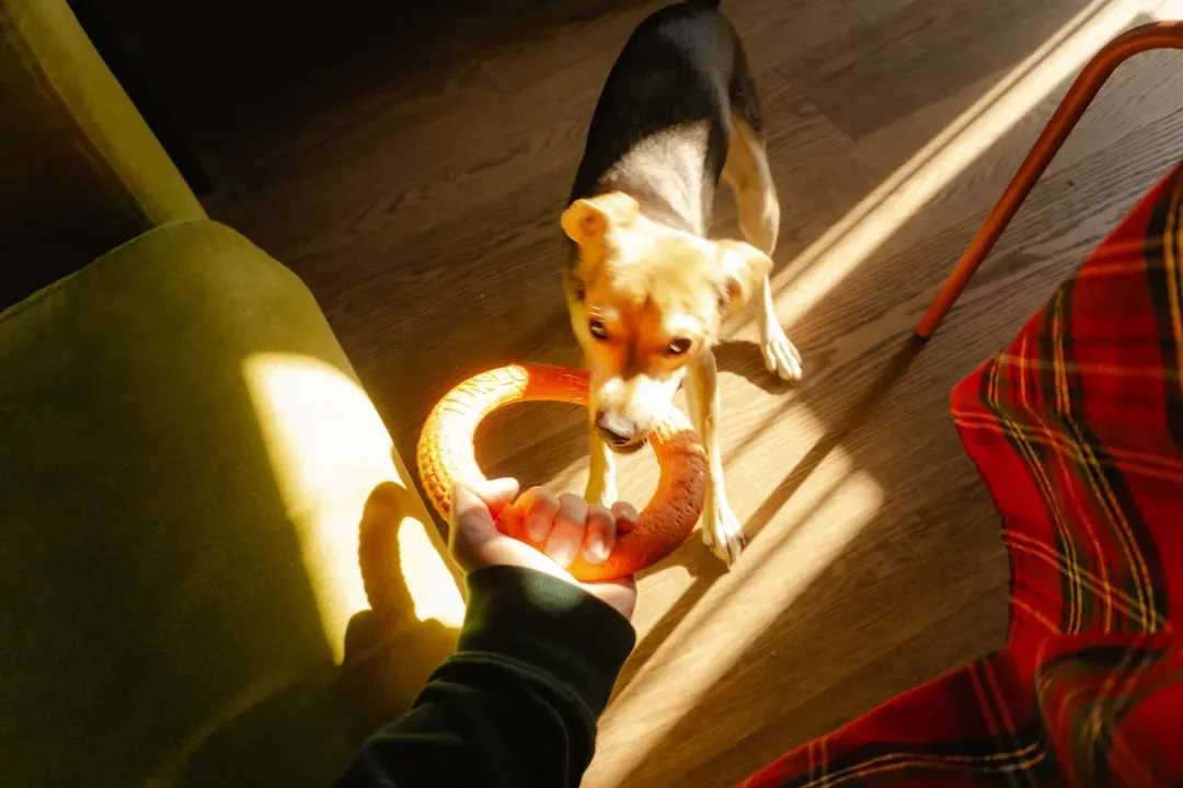 5. Bringing You Their Favorite Toy (Image Credits: Unsplash)