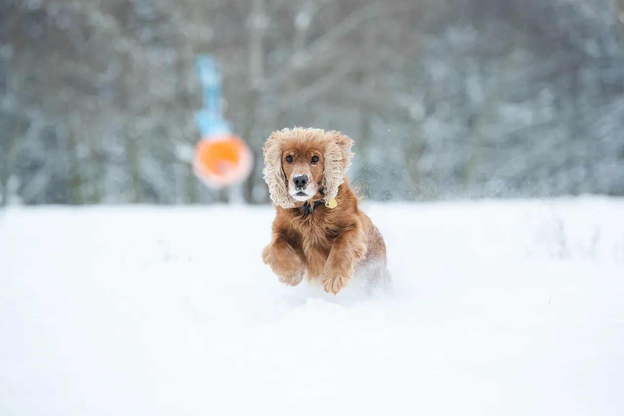 #16 - Cocker Spaniel: Sensitive Souls in the Wrong Era (Image Credits: Pixabay)