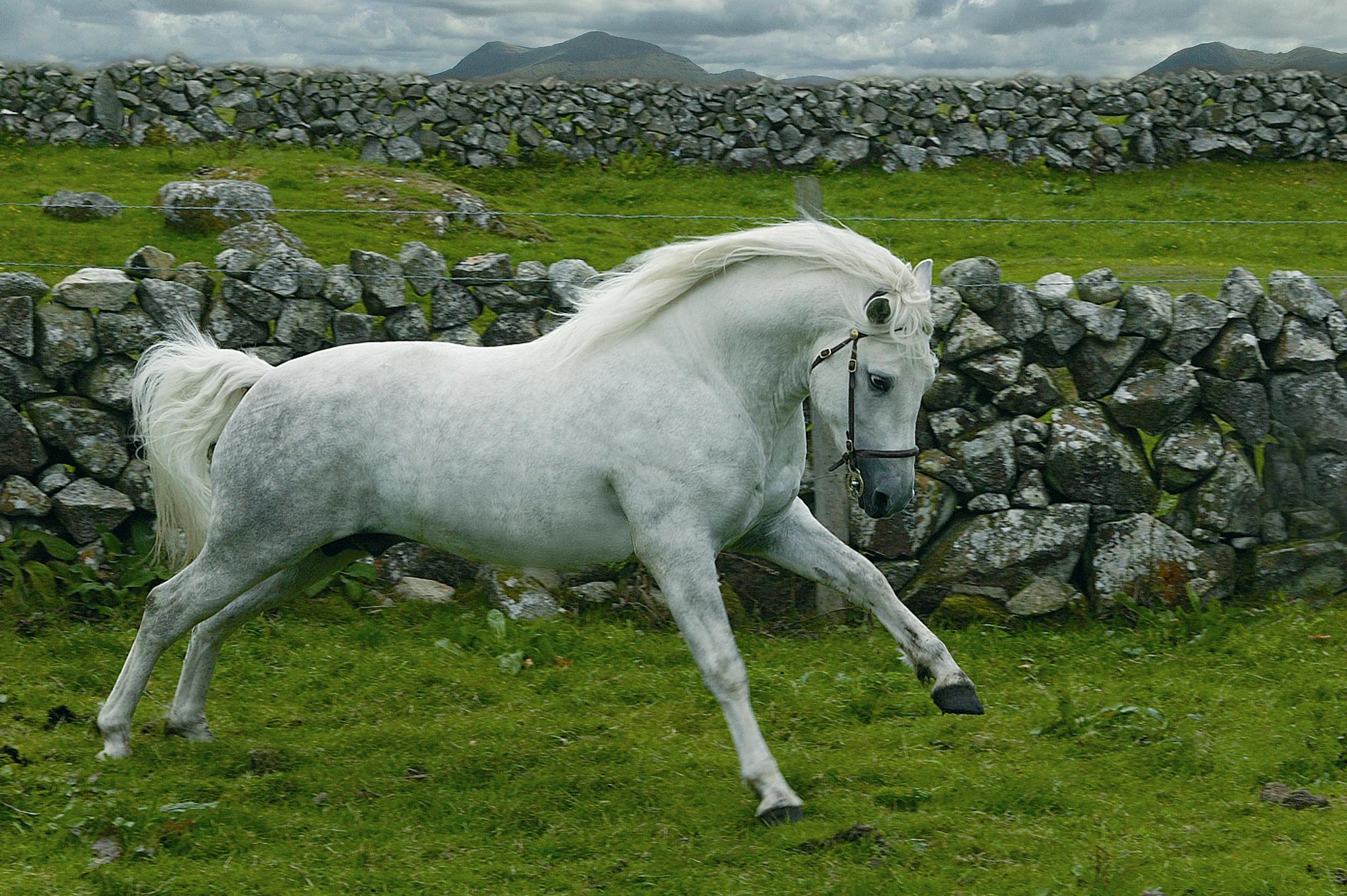 Connemara Pony: The Irish Athlete (Image Credits: Wikimedia)