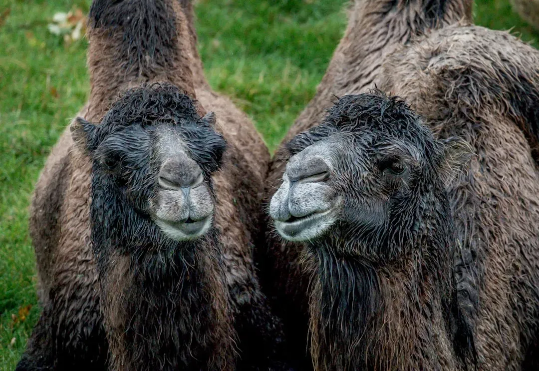 7. Injaz the Camel: The First Cloned Camel in the World (Image Credits: Unsplash)