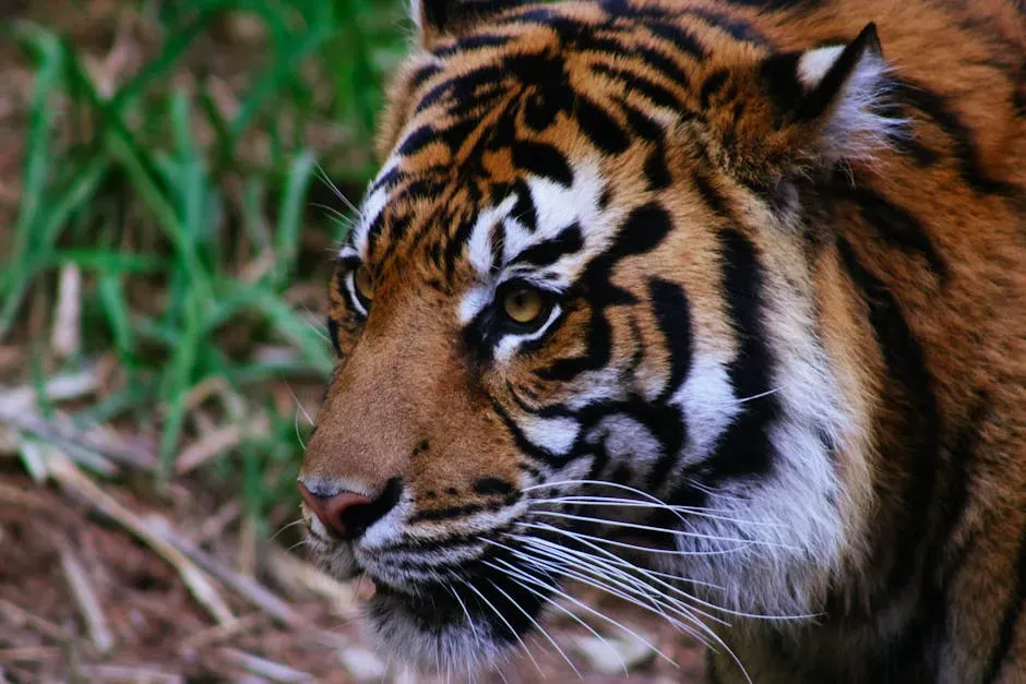 Sunda Tiger: Sumatra’s Striped Phantom (Image Credits: Pexels)