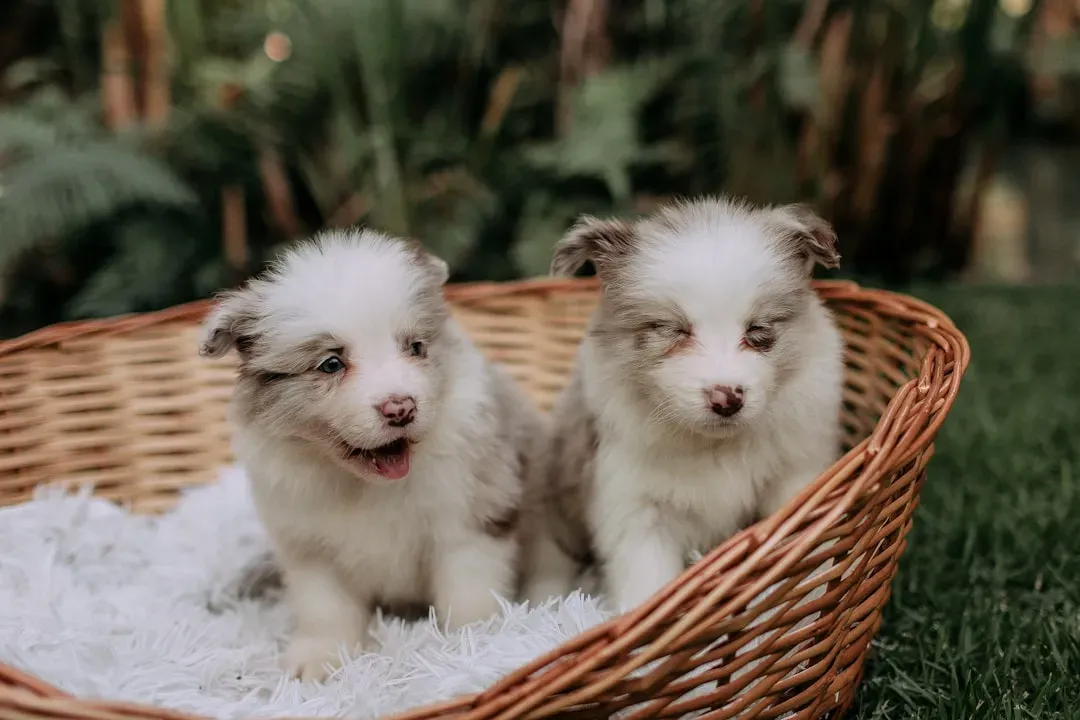 The First Few Days: Overwhelming Emotions and Gentle Adjustments (Image Credits: Unsplash)