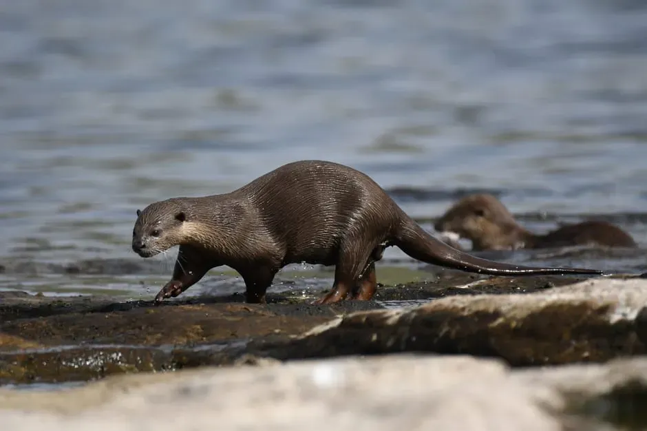 #8: Mothers Teach Their Pups to Swim (Image Credits: Pexels)