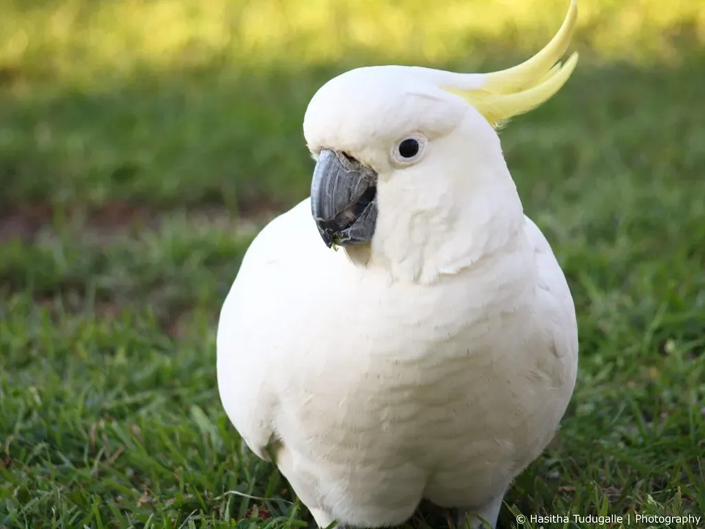 3. Cockatoos: The Master Lock Pickers (Image Credits: Flickr)