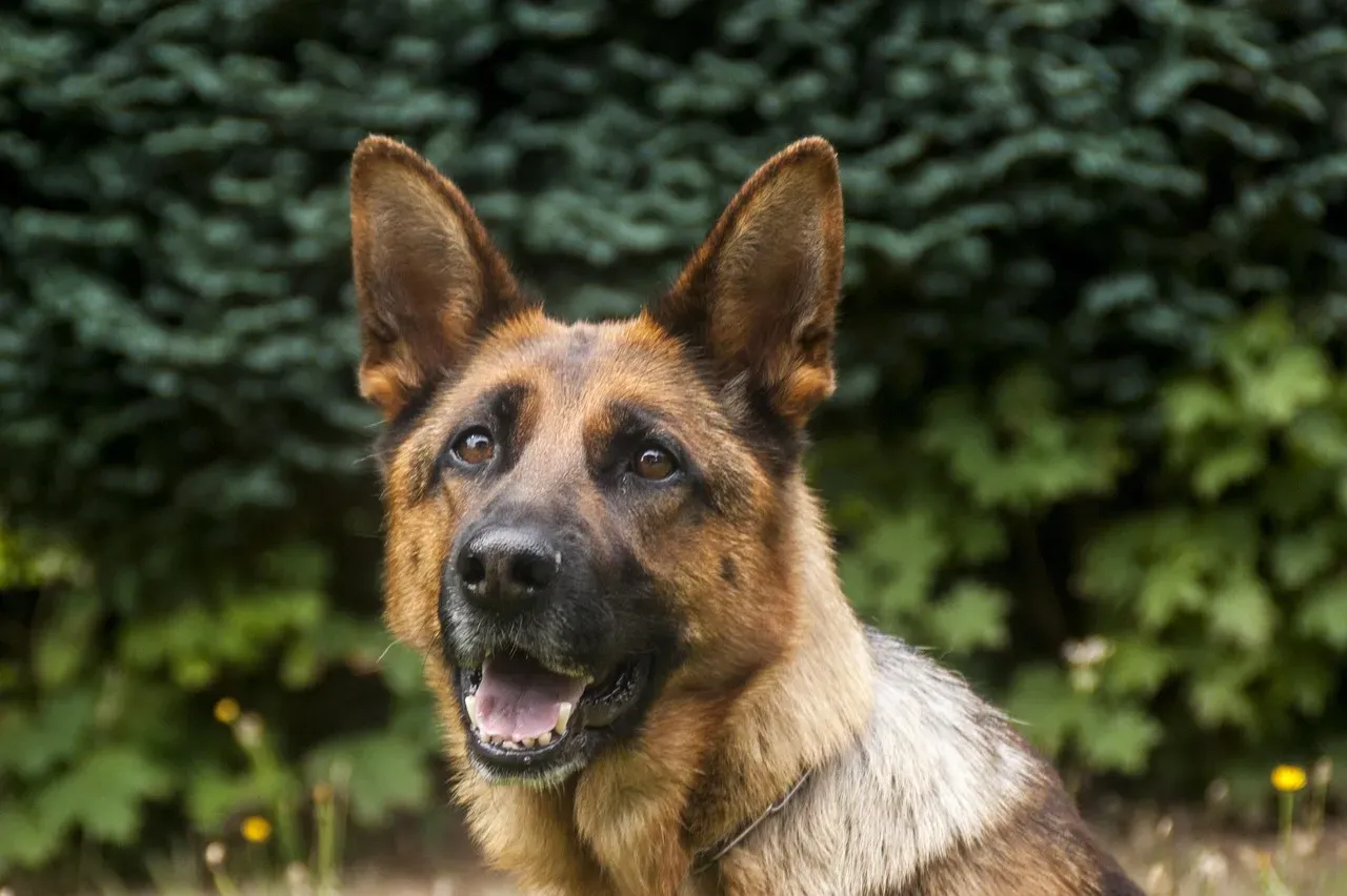 Cairo: The Dog Who Helped End a Manhunt (Image Credits: Pixabay)