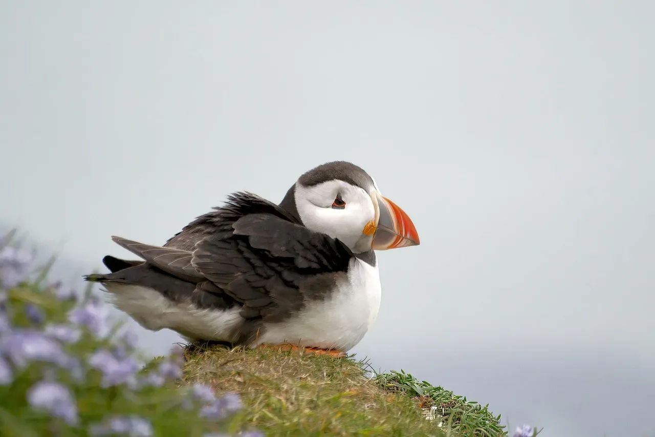 Tufted Puffin: The Parrot of the Sea (Image Credits: Pixabay)