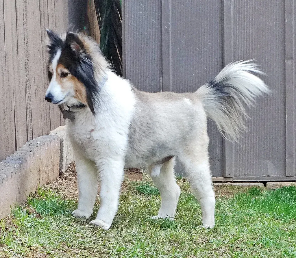 4. The Shetland Sheepdog: The Herder With Laser Focus (Image Credits: Flickr)