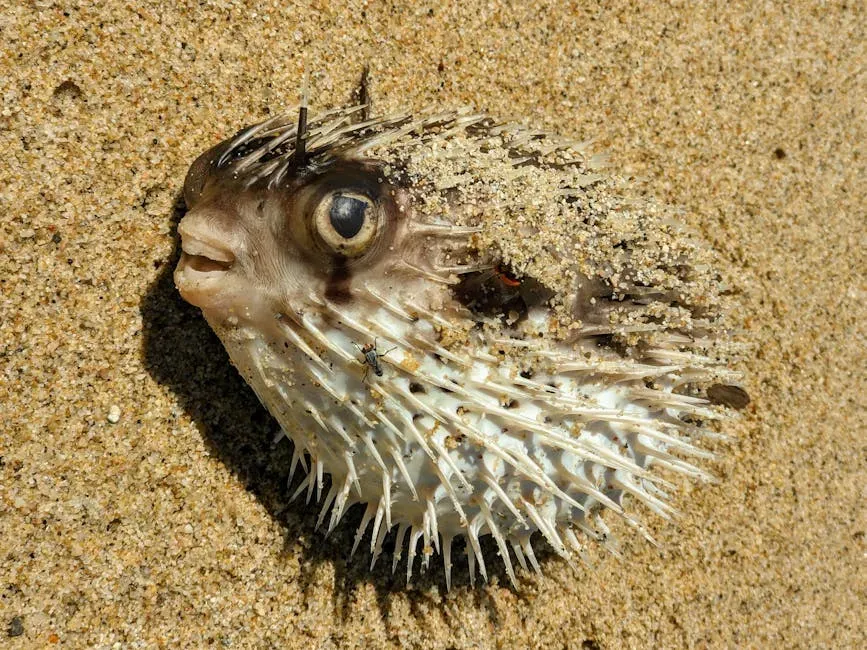 5. The Japanese Pufferfish: Underwater Crop Circles and the World's Most Dedicated Romantic (Image Credits: Pexels)