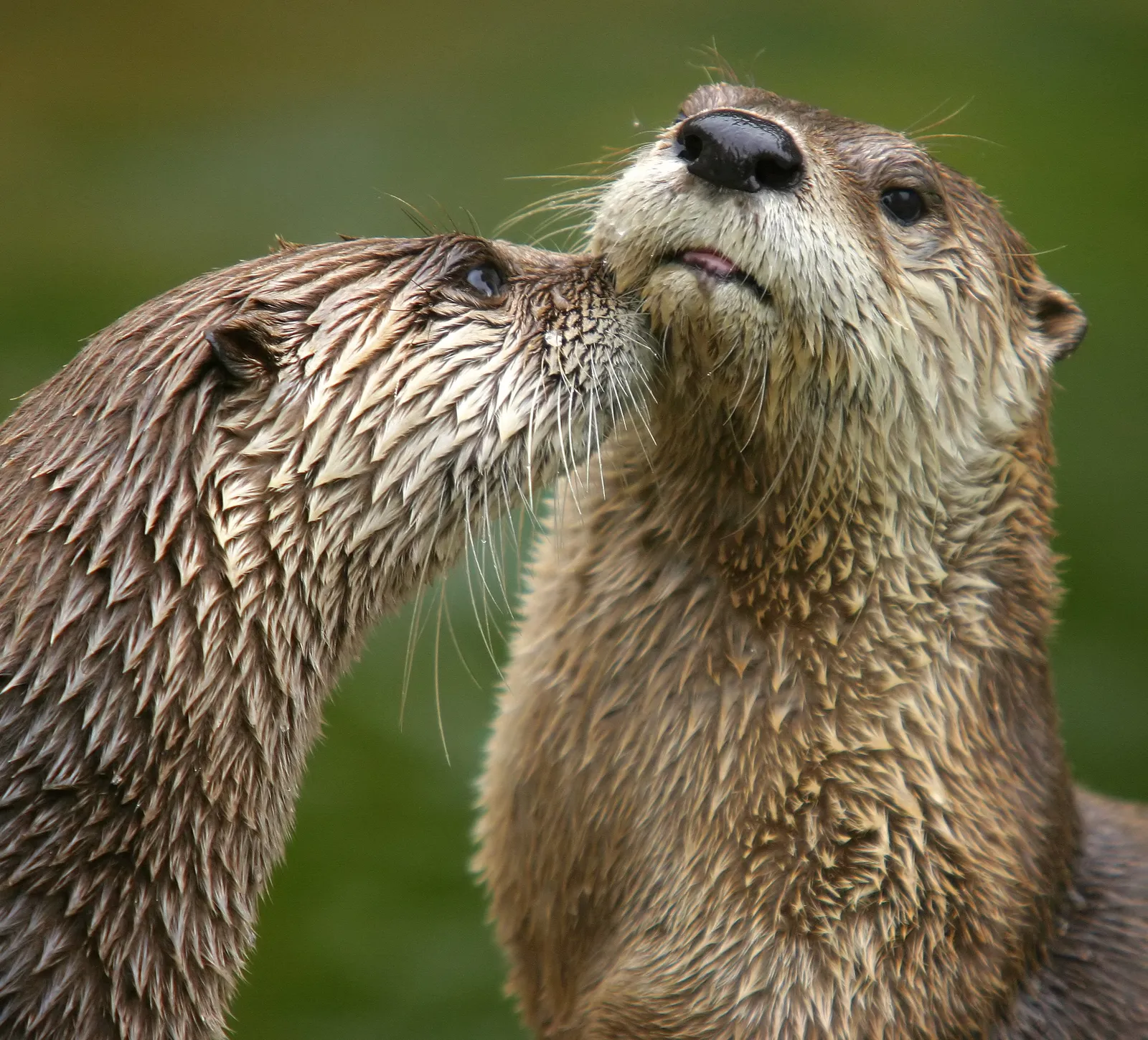 Public Perception: Cute Animals As Overoptimistic Proof (By Dmitry Azovtsev, CC BY-SA 3.0)