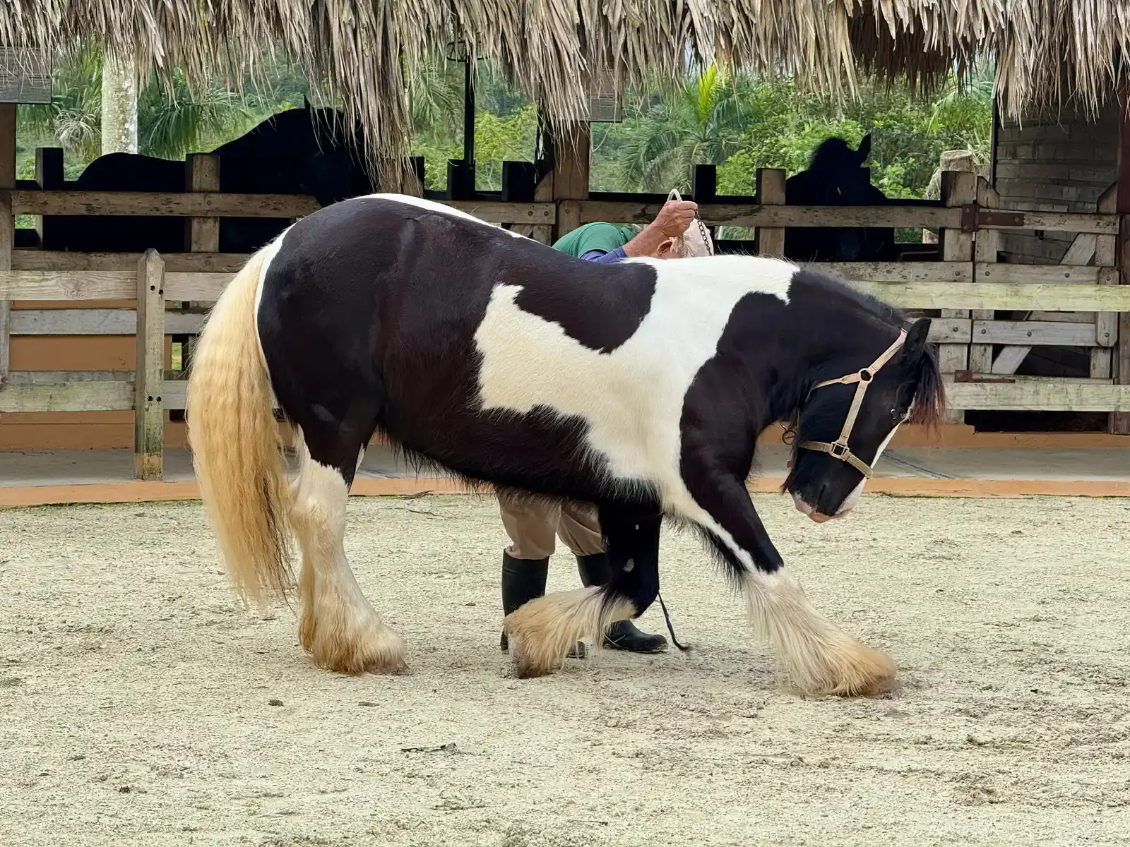 #2 – Gypsy Vanner (By Oleg Yunakov, CC BY-SA 4.0)