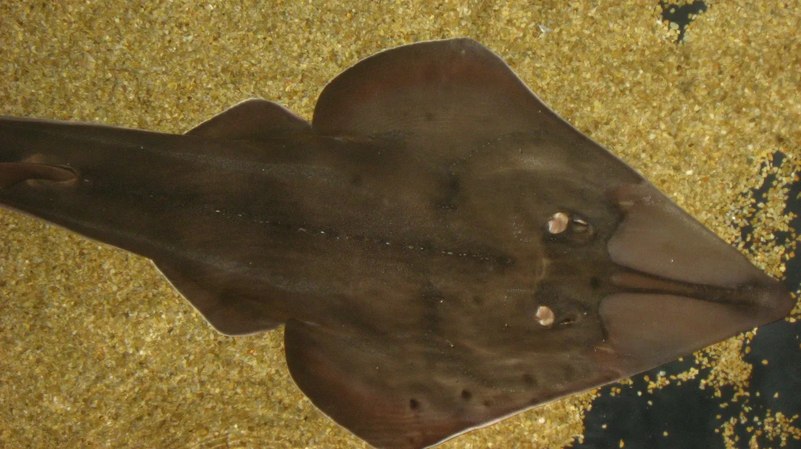 Blackchin Guitarfish: Evolution's Weird Experiment (Image Credits: Wikimedia)