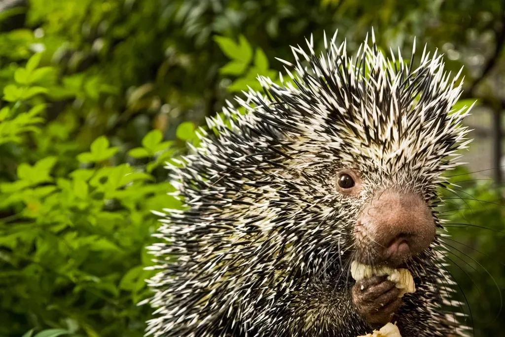 #8: They Are Gentle by Nature, Not Aggressive (Image Credits: Rawpixel)