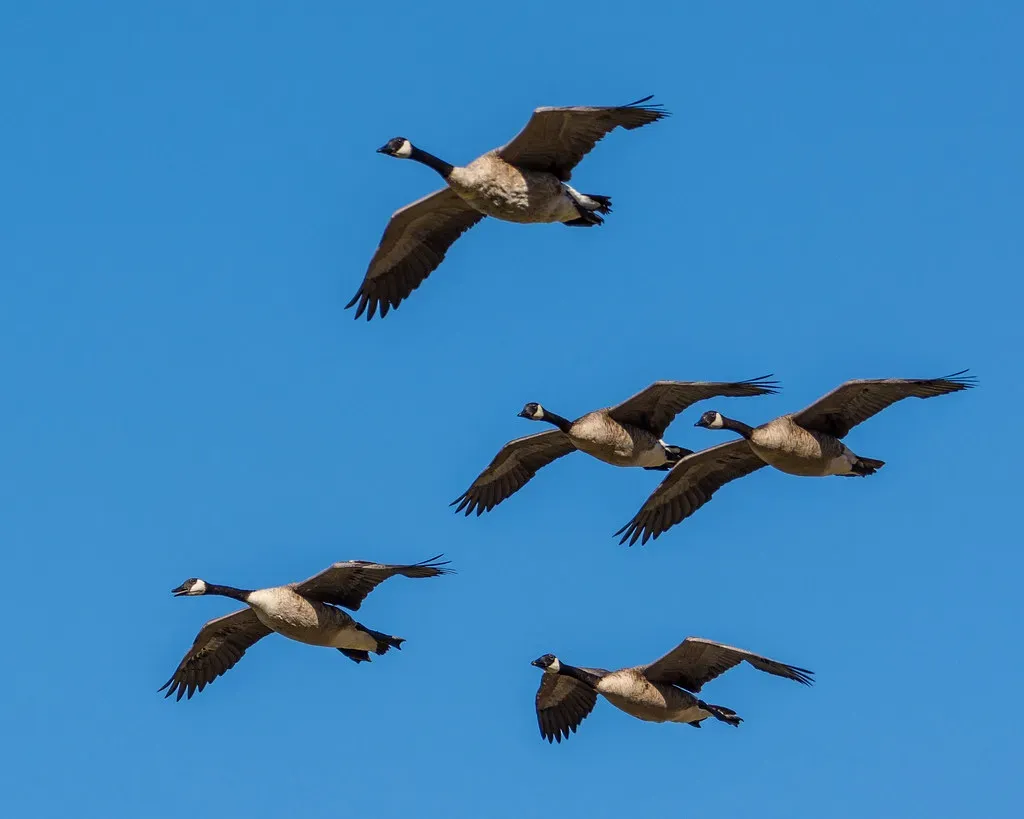 Capricorn (December 22 – January 19): The Goose (donjd2, Flickr, CC BY 2.0)