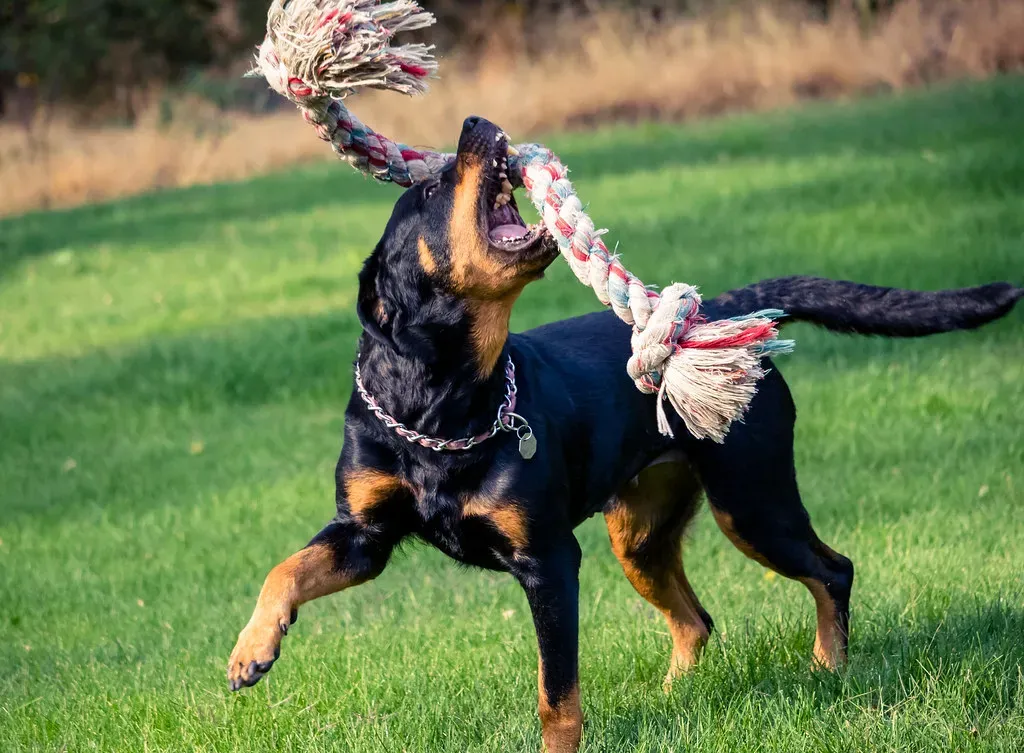 #2: Rottweiler (Snapmann, Flickr, CC BY 2.0)