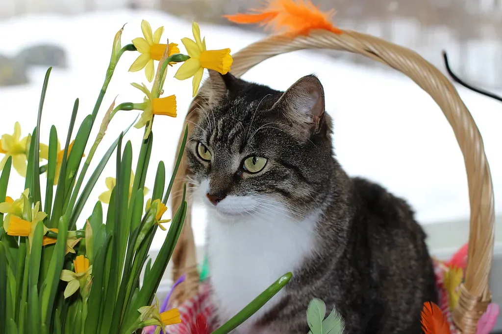 Tulips and Daffodils: Spring Blooms With Hidden Threats (Image Credits: Flickr)