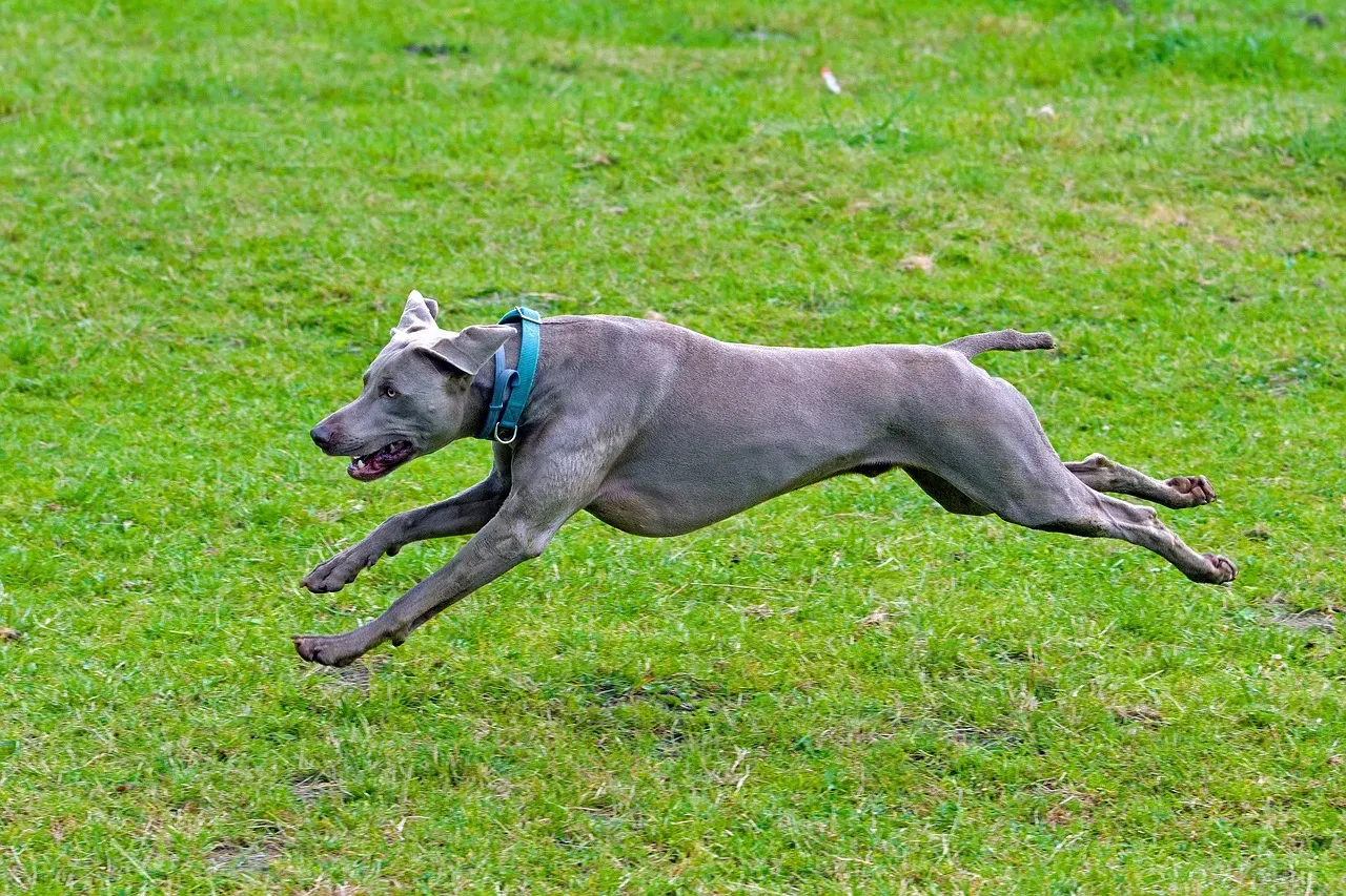 Large, High Energy Dogs: Too Much Chaos (Image Credits: Pixabay)