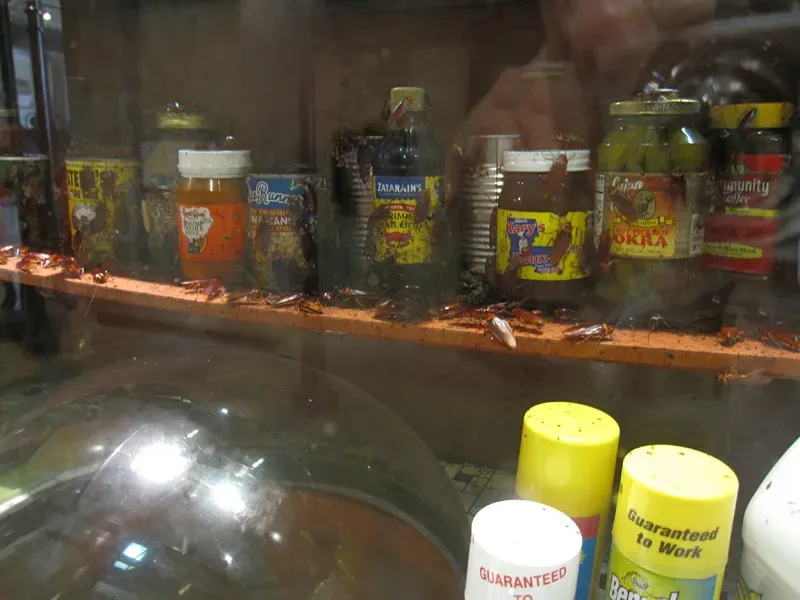 Moisture Is the Magnet Nobody Talks About (Flickr: Audubon Insectarium, CC BY-SA 2.0)