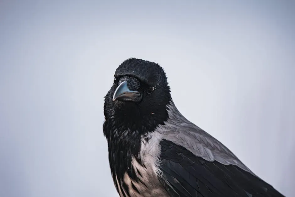 Face Recognition, Grudges, and Social Intelligence (Image Credits: Pexels)