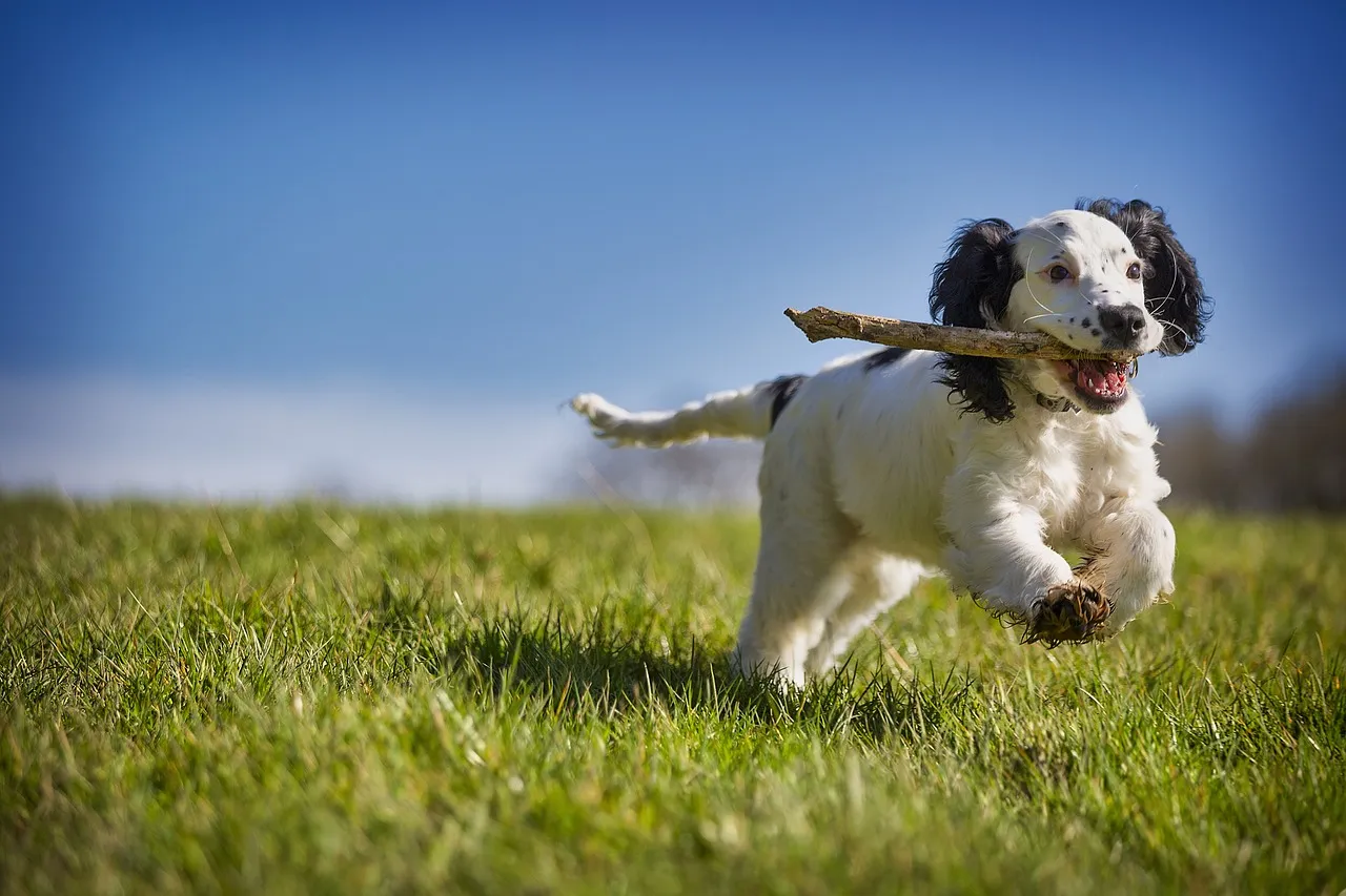 #13 - One Puppy Class Is Not a Personality Vaccine (Image Credits: Pixabay)