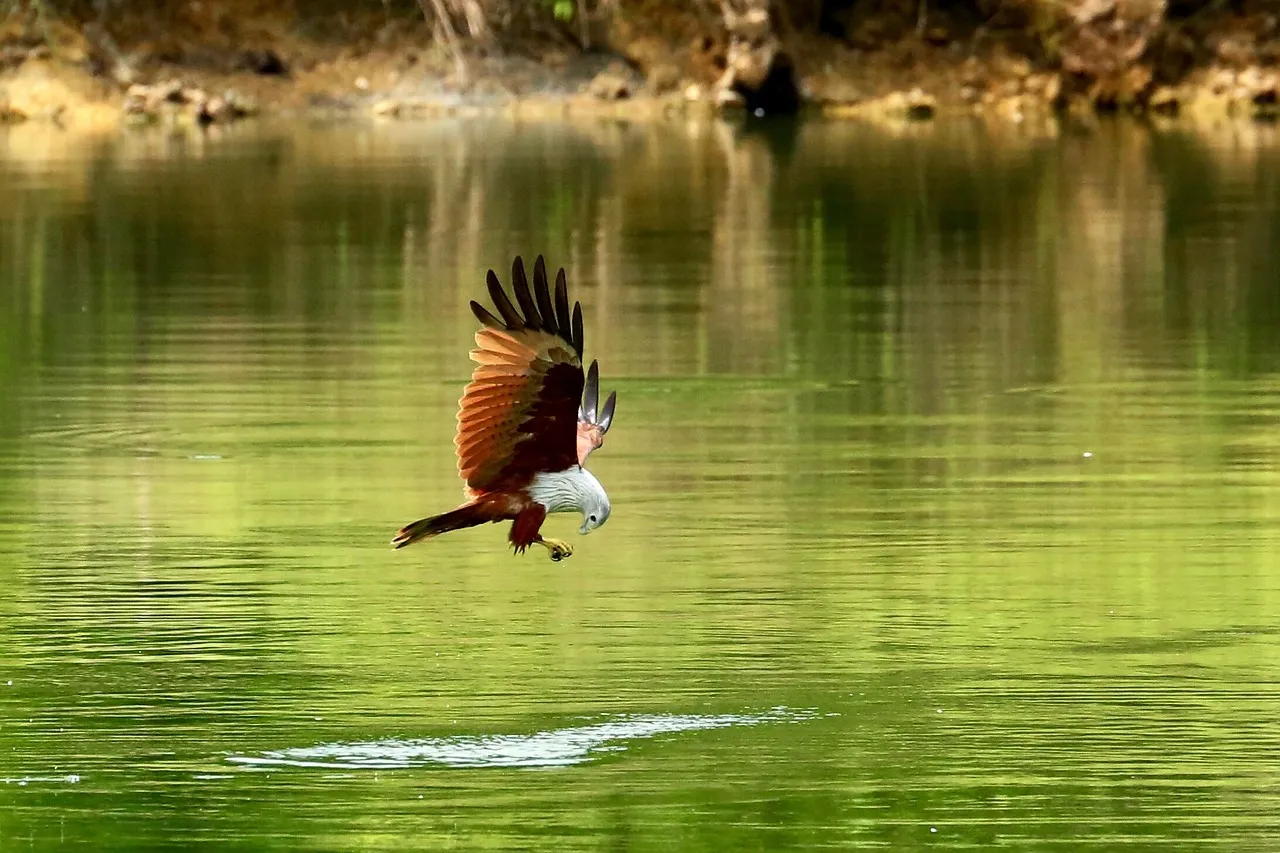 Territorial Displays: Asserting Dominance (Image Credits: Pixabay)