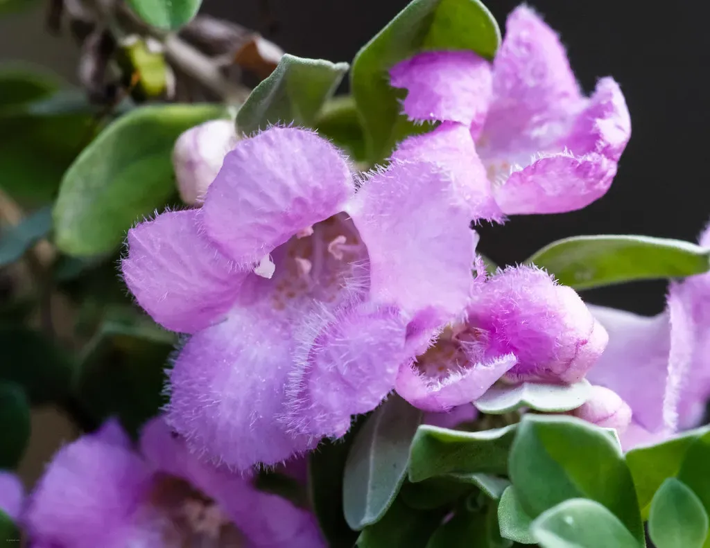 Texas Sage (Leucophyllum frutescens) (ejmc, Flickr, CC BY-SA 2.0)