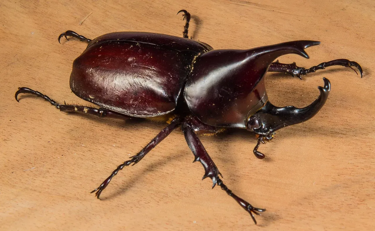 Rhinoceros Beetles: The Horned Heavyweights (Image Credits: Pixabay)
