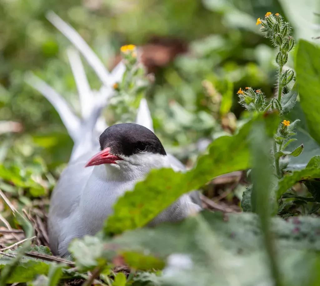Conservation and Future Challenges (Image Credits: Flickr)