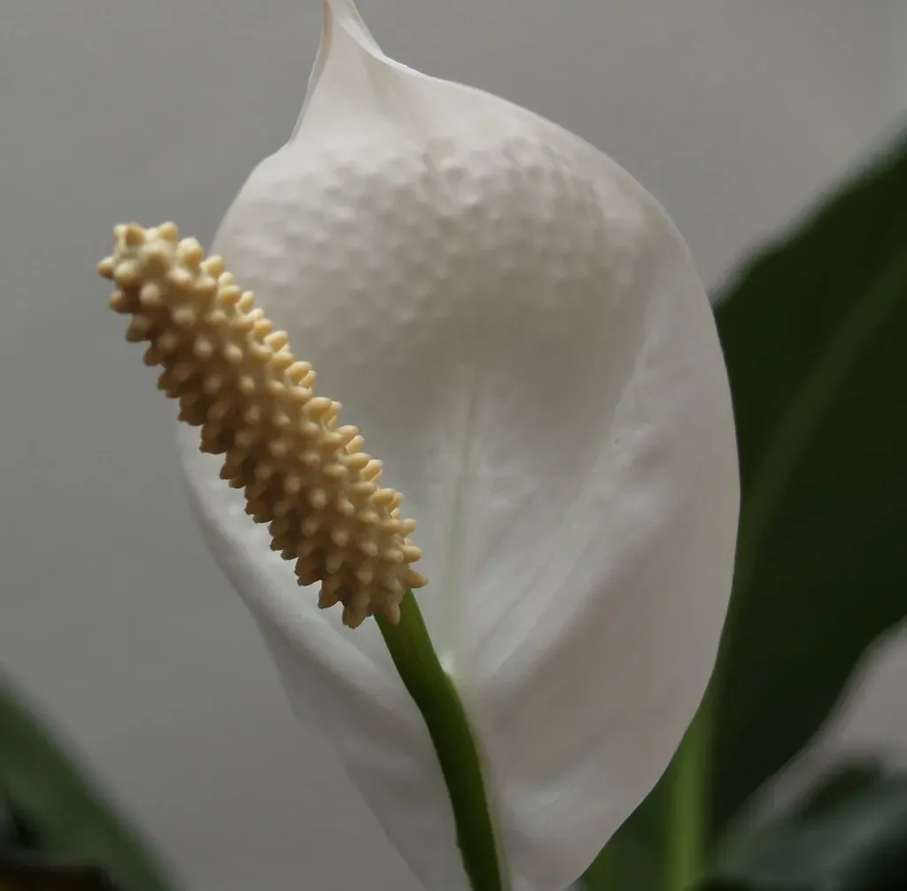 4. Peace Lily: Elegant Mood Lifter (Image Credits: Flickr)