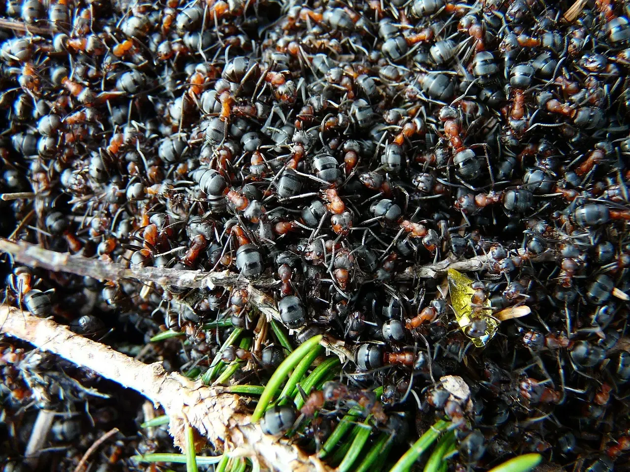 4. Group Survival: When the Colony Matters More Than the Individual (Image Credits: Pixabay)
