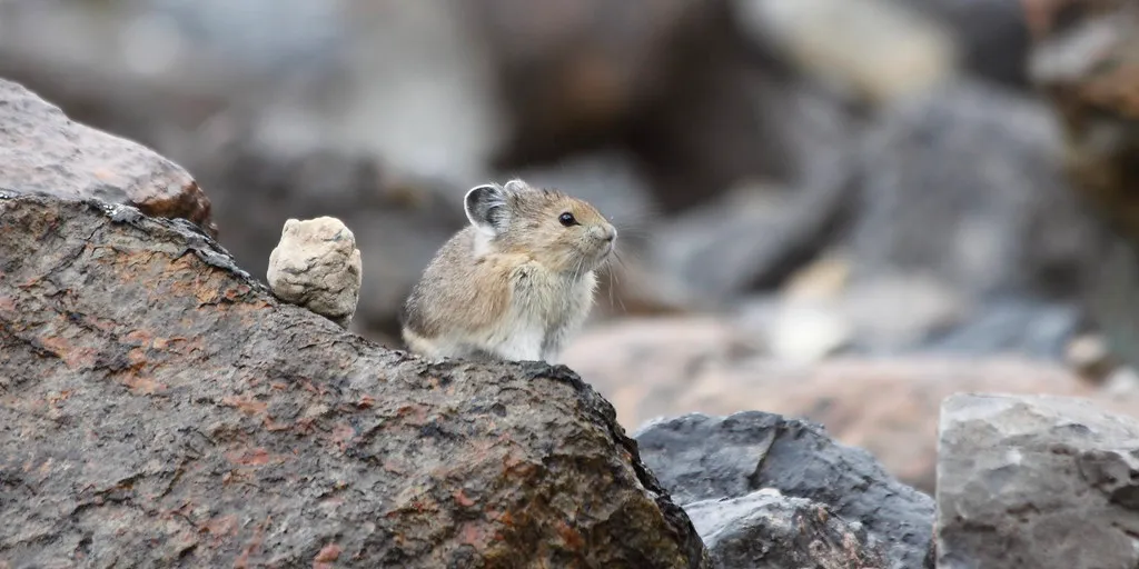 9. Small Ears and a Compact Body Cut Down on Heat Loss (gbsngrhm, Flickr, CC BY-SA 2.0)