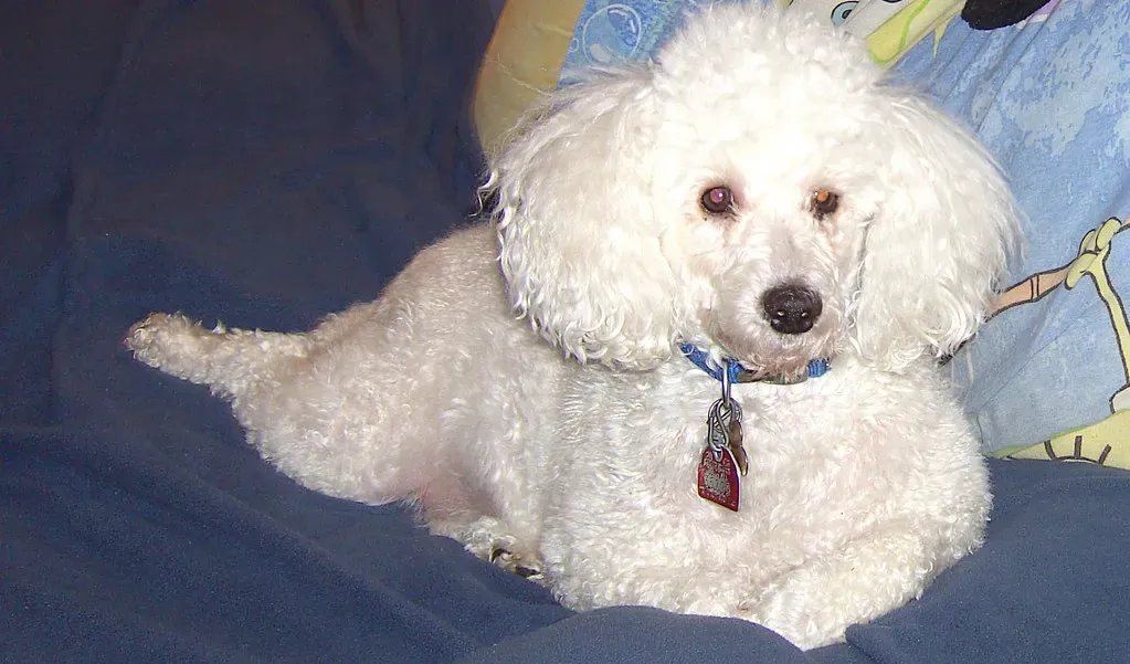 12. Poodle: Intelligence That Works in Everyone's Favor (tengrrl, Flickr, CC BY-SA 2.0)