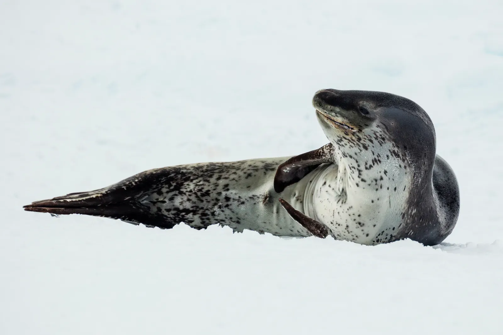 Pisces: The Leopard Seal (Image Credits: Wikimedia)
