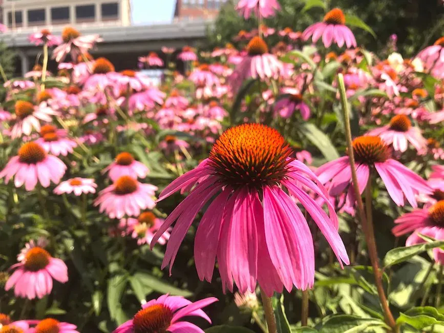 #2 Coneflower (Echinacea purpurea) (Image Credits: Pexels)