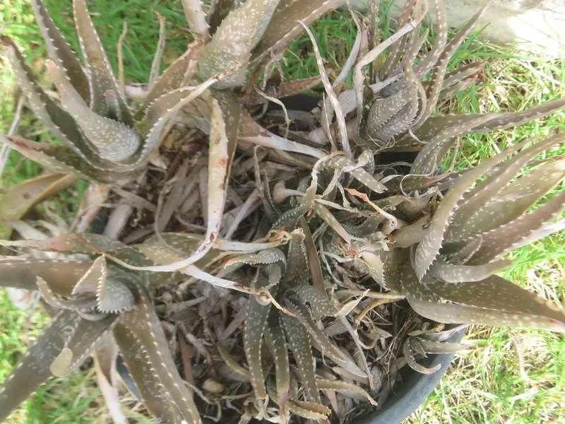Pruning Plants Under Heat Stress (theclutterbells, Flickr, CC BY-SA 2.0)