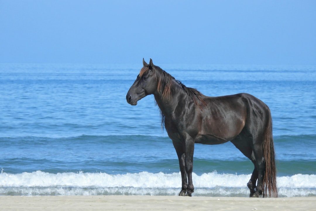 Aries: The Wild Stallion Within You (Image Credits: Unsplash)