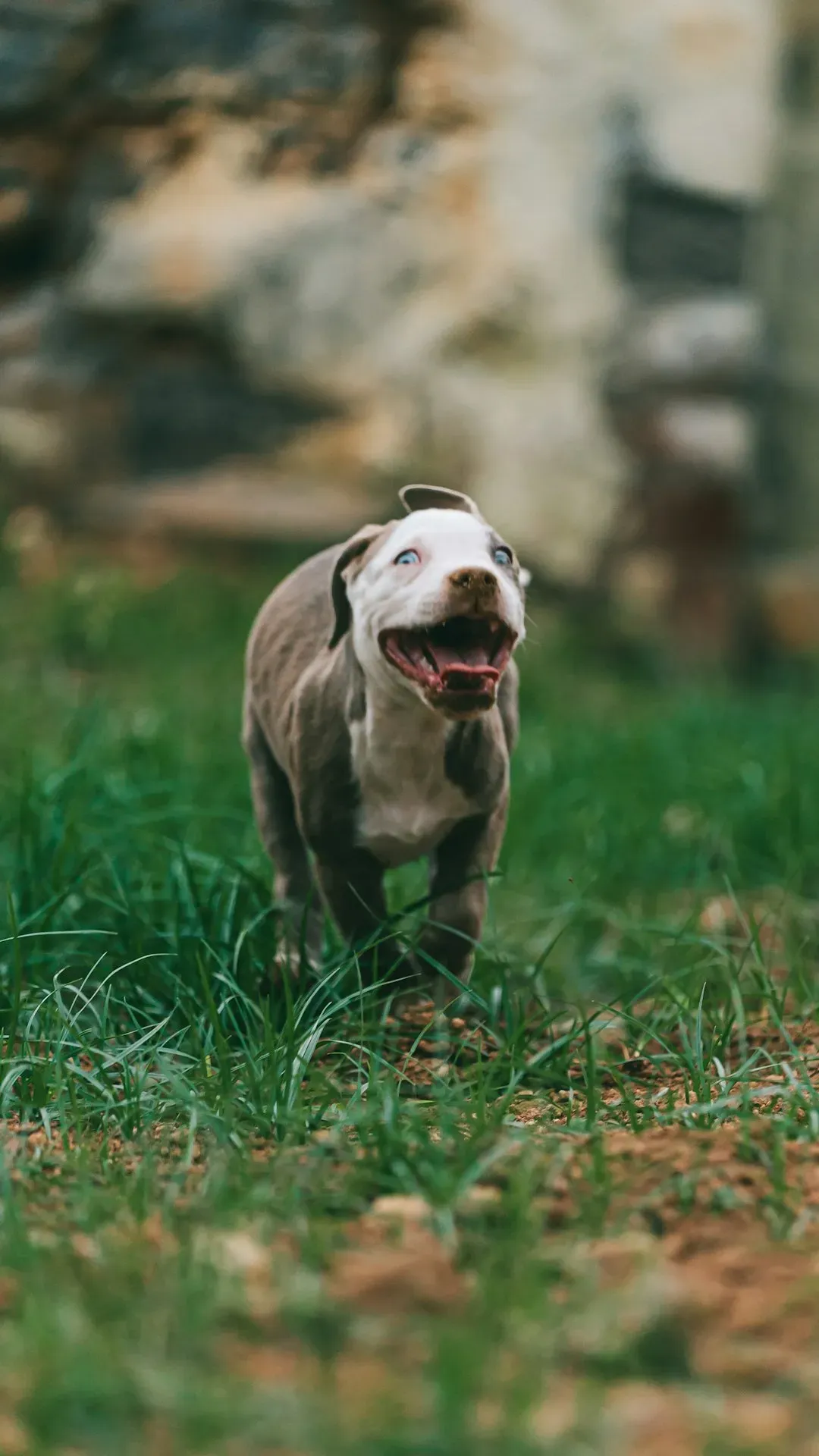 Excessive Tail Wagging and Full Body Wiggles (Image Credits: Unsplash)
