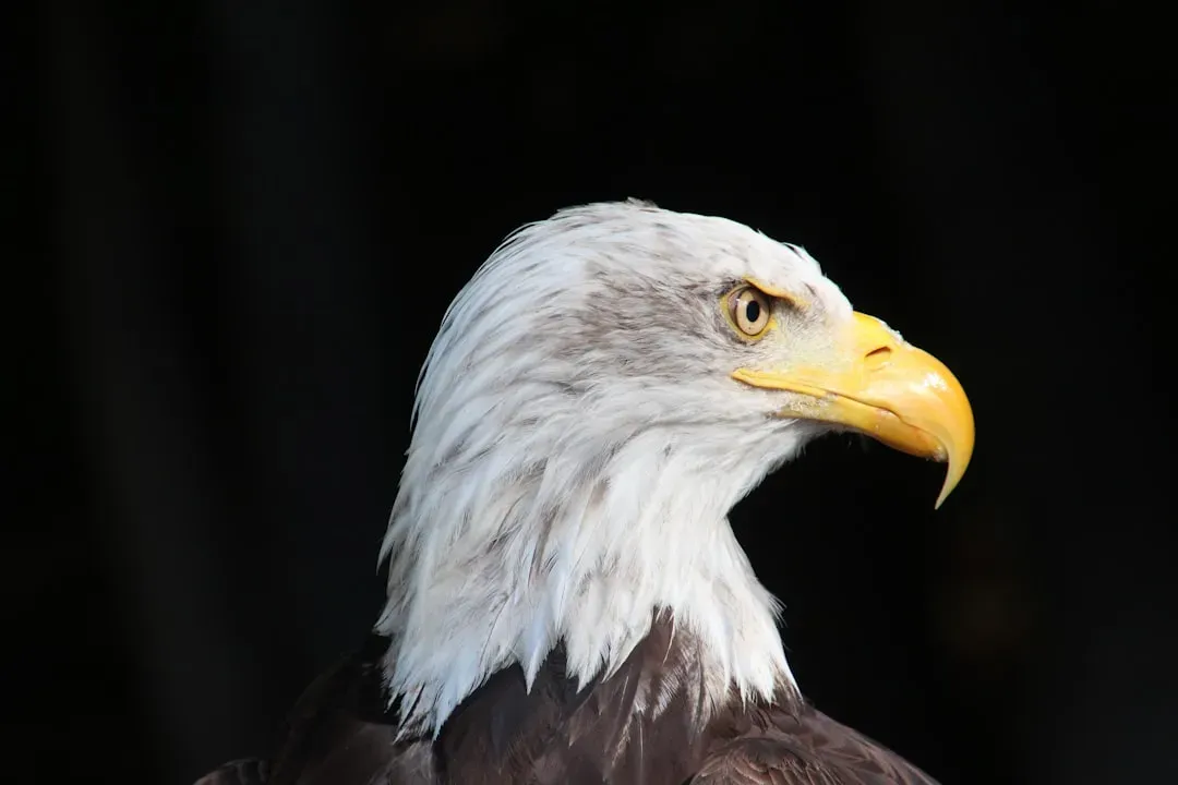 Leo: The Bald Eagle (Image Credits: Unsplash)